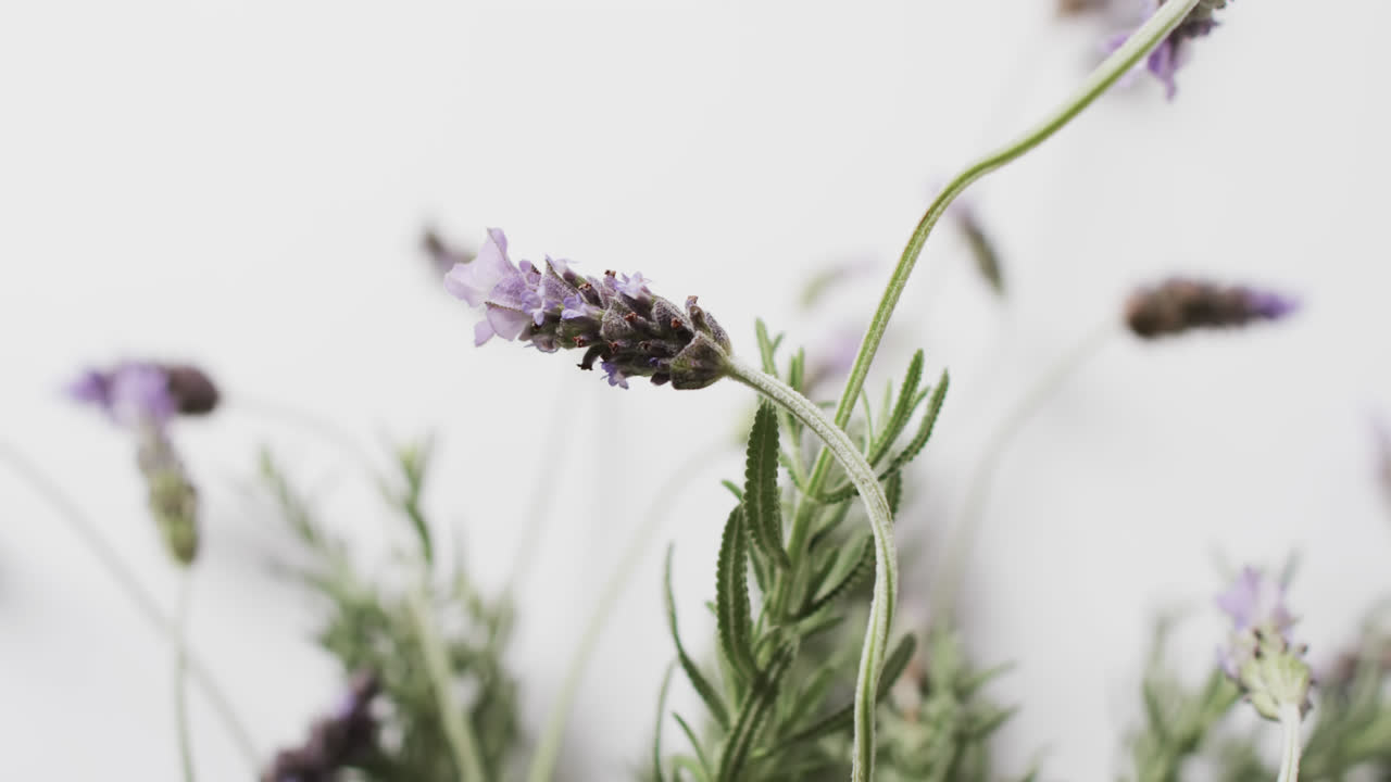 Video di fiori e foglie di lavanda con spazio per il testo su sfondo bianco