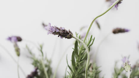 Vídeo-De-Flores-Y-Hojas-De-Lavanda-Con-Espacio-Para-Copiar-Sobre-Fondo-Blanco