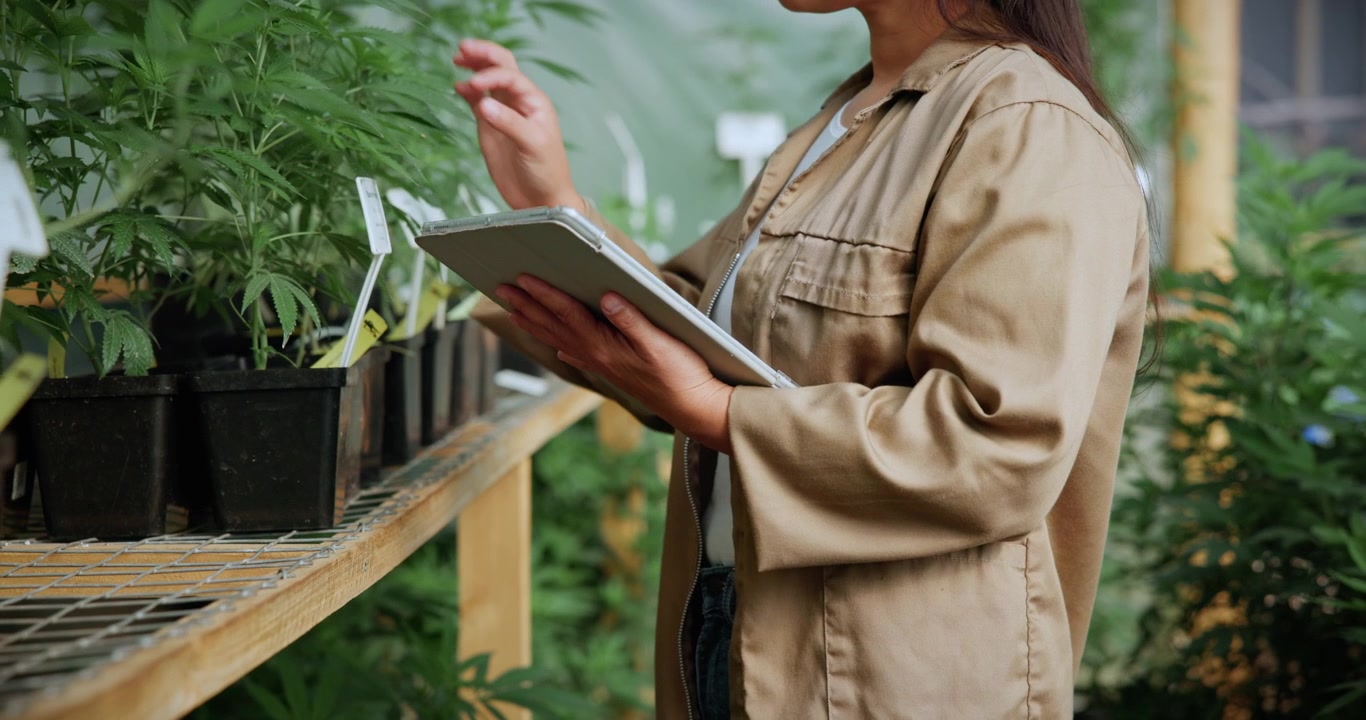 Botanico che ispeziona piante di cannabis in una serra
