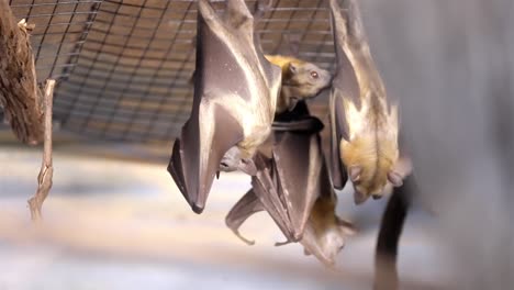 colony of bats lick wings and cover faces as they hang upside down from wire mesh enclosure