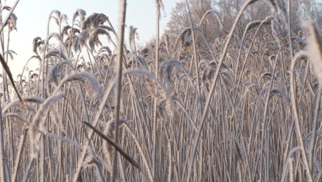 frozen reeds shaked by wind in finnish winter day