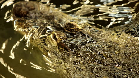 Cabeza-De-Cocodrilo-Nadando-En-Agua-A-Cámara-Lenta