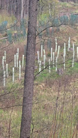 reforestation with tree seedlings with plastic tubes around stem growing in rows