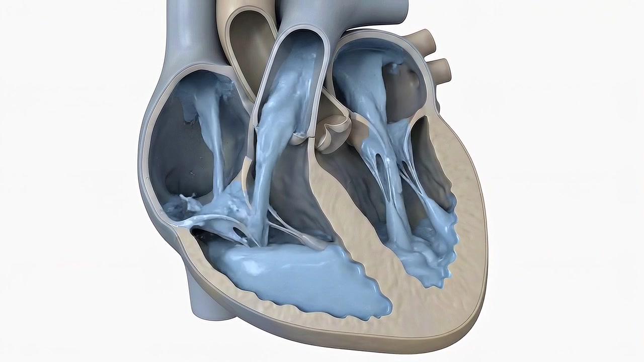 Vista in sezione trasversale delle camere del cuore umano e delle valvole interne in prospettiva medica.