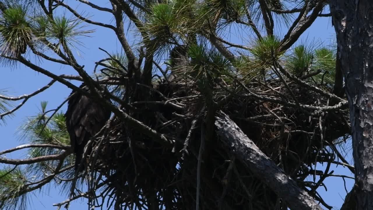 Young bald eagles in a nest, one flapping it's wings