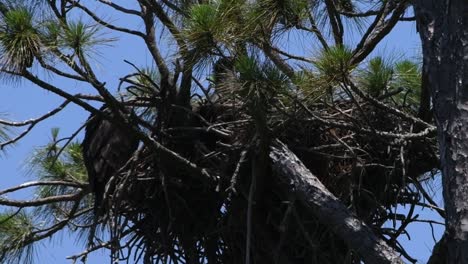 Young-bald-eagles-in-a-nest,-one-flapping-it's-wings