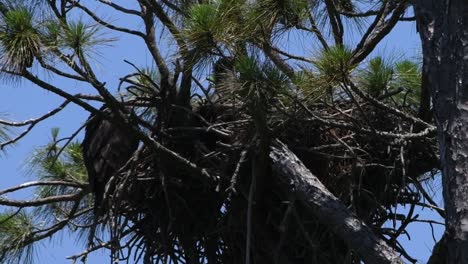 young bald eagles in a nest, one flapping it's wings