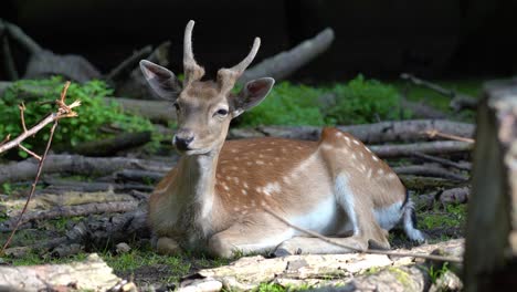 Jugendlicher-Europäischer-Damhirsch,-Der-Sich-Hinlegt-Und-In-Der-Sonne-Ruht