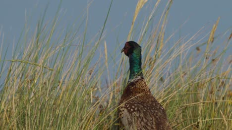 a male ring-necked pheasant