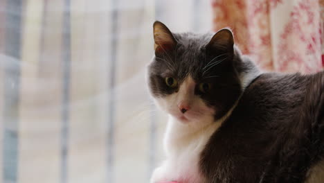 black cat with white mouth looks down with curiousity gazing and observing by window