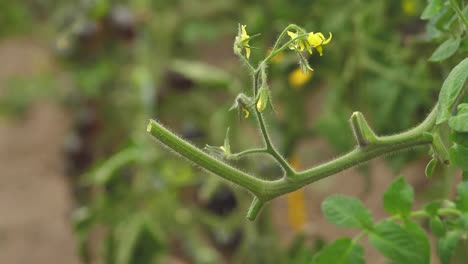 Tomaten-In-Verschiedenen-Farben-Mit-Verschiedenen-Arten-11