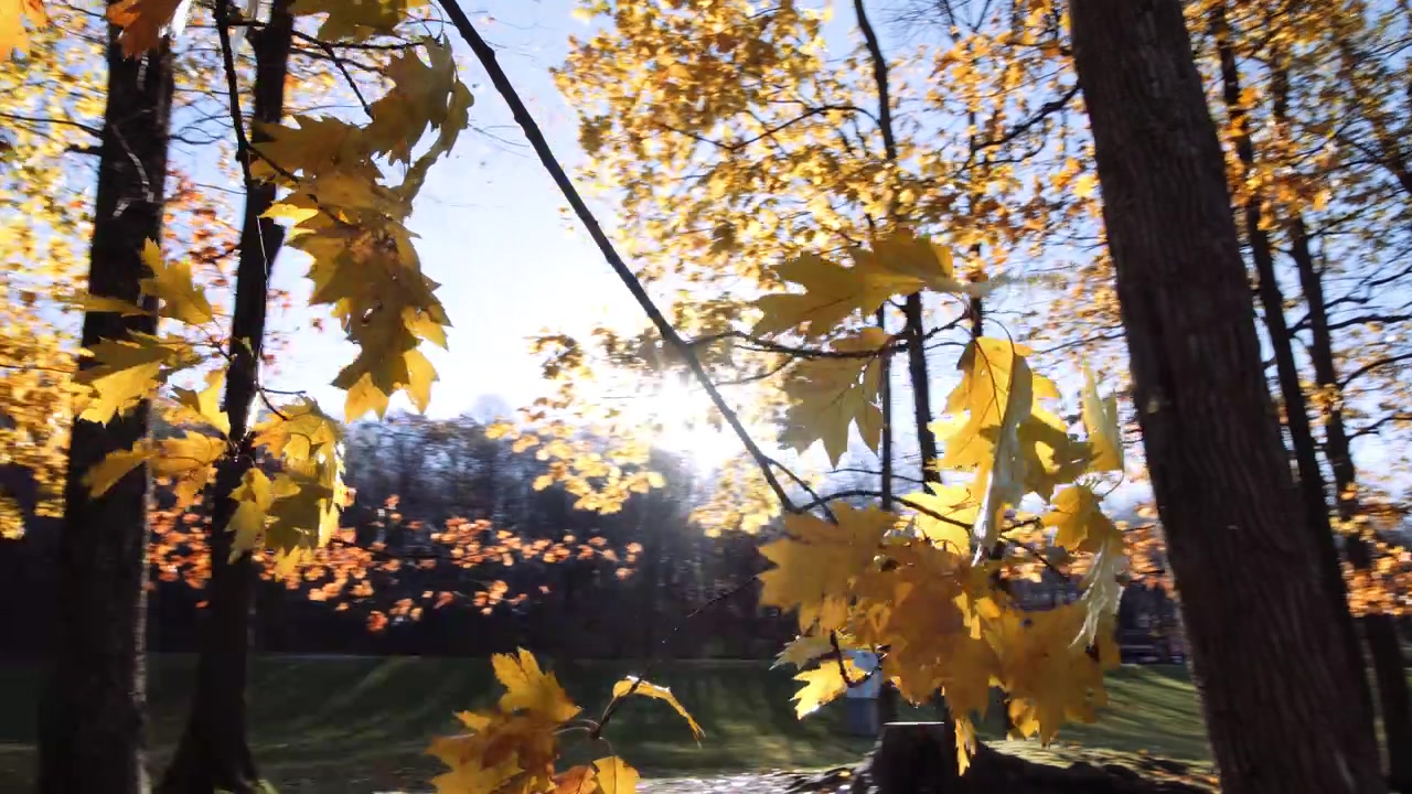 Riprese in movimento dei dintorni del Monte Royal in autunno a Montreal, Quebec, Canada