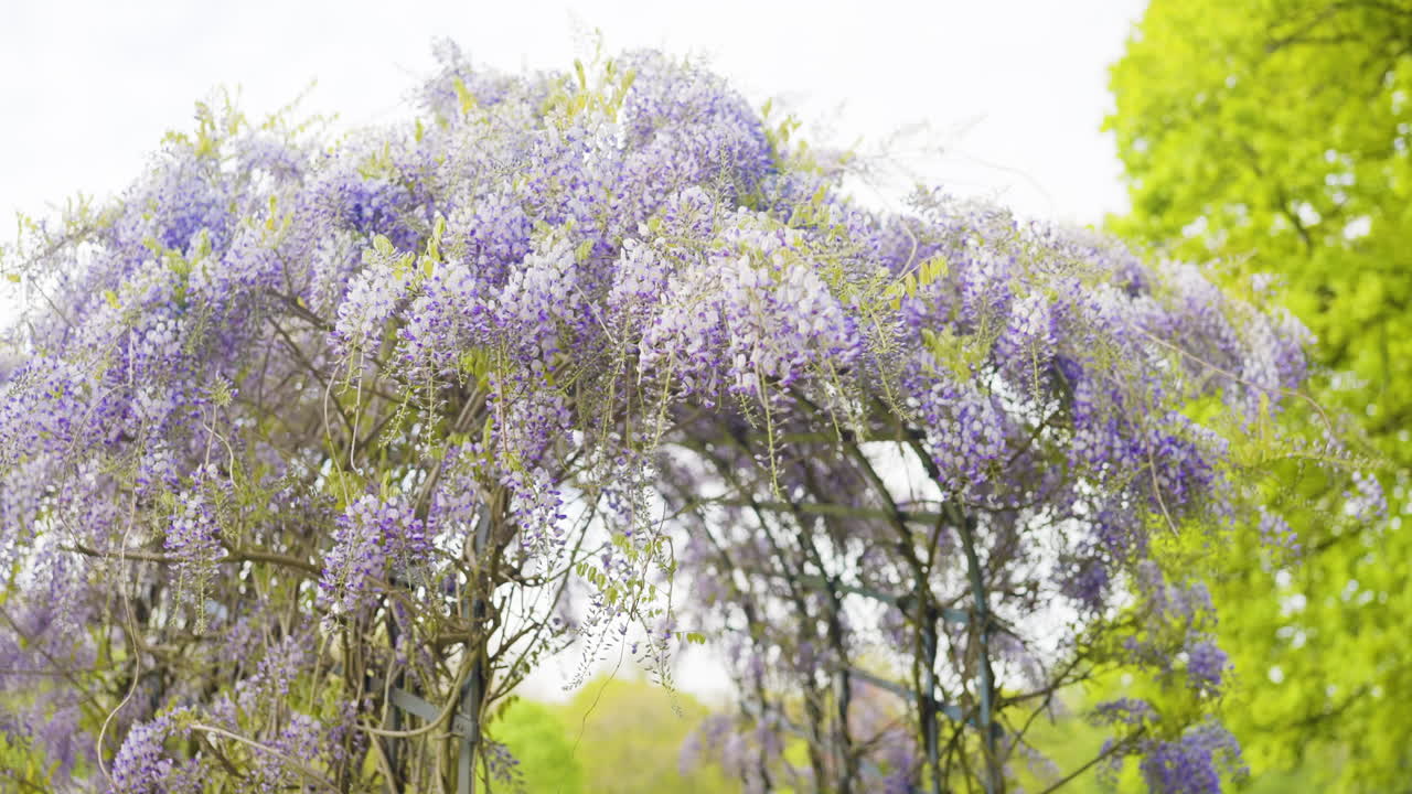 Wisteria Arch in Bloom
