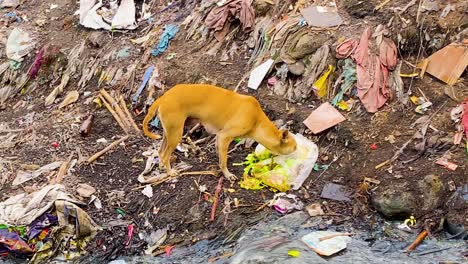 homeless dog eating from plastic bag in polluted area of south asia