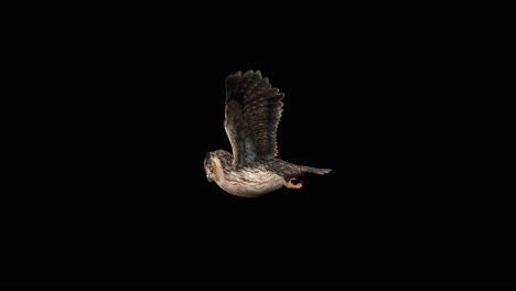 an owl flying on black background, 3d animation, animated animals, seamless loop animation