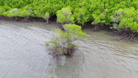 drone captures serene aerial footage of lush mangroves and tidal waters in port douglas, queensland, australia
