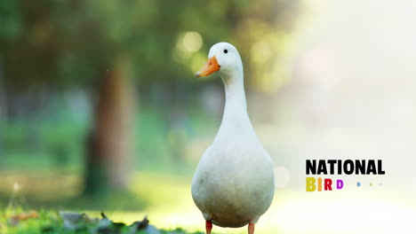 animation of national bird day text with goose on blurred background