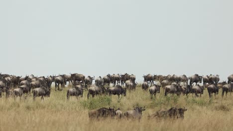 una gran manada de ñus caminando bajo el cielo abierto en el masai mara, kenia