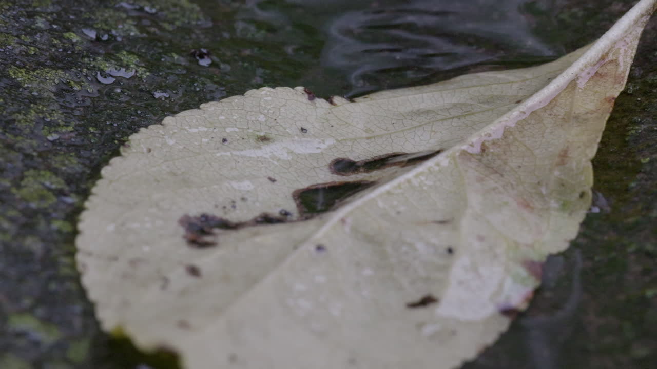 el agua que fluye en un drenaje de lluvia de hormigón con una hoja de otoño oxidada