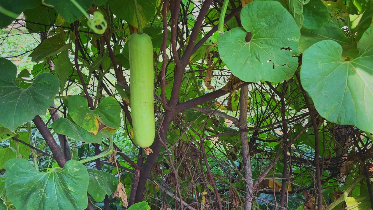 Fruto de cabaça maduro fresco pendurado naturalmente de uma videira próspera, cercado por densas folhas verdes sob a luz do dia brilhante ao ar livre