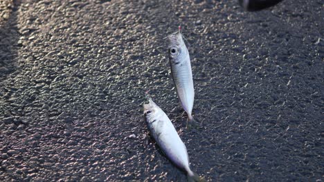 two small silver fish caught on a fishing line