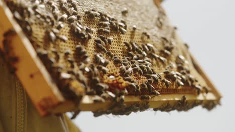 Marco-De-Panal-Con-Abejas-Sostenidas-Por-El-Apicultor-Contra-El-Cielo-En-Un-Día-Soleado