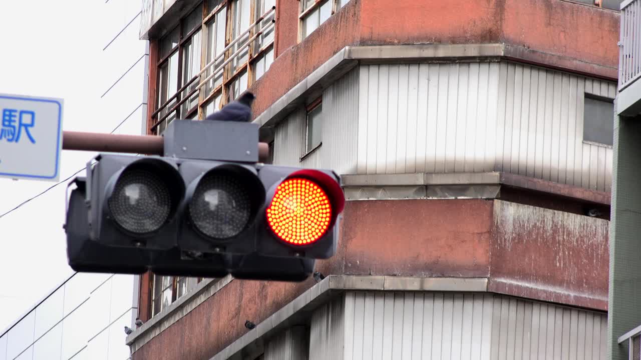 pájaro negro descansando en semáforo