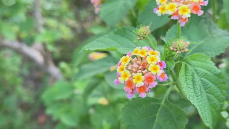 Closeup of Lantana flower, showing a small, clustered blooms with vibrant colors like yellow, orange, pink, red, and purple. It belongs to the Verbenaceae family