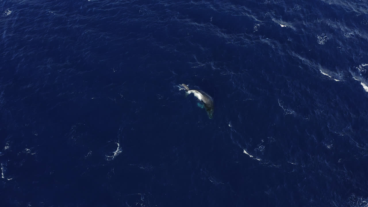 Aerial shot of a single humpback whale swimming in a circular pattern in deep blue water