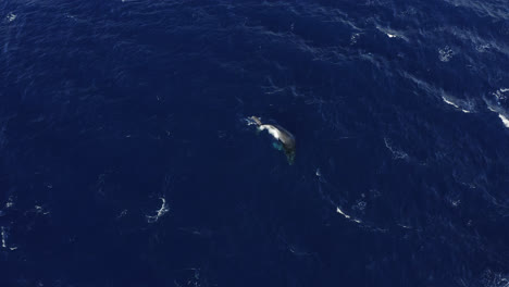 aerial shot of a single humpback whale swimming in a circular pattern in deep blue water