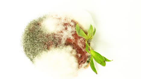 time lapse of strawberries rotting over white background, microorganisms and mold development on strawberries