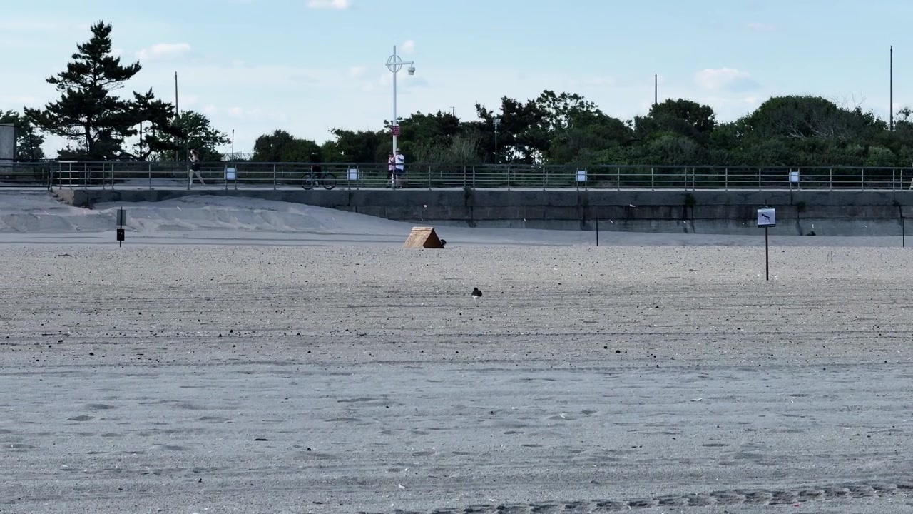 Small shorebirds walking on sandy beach near fencing and signs at city park