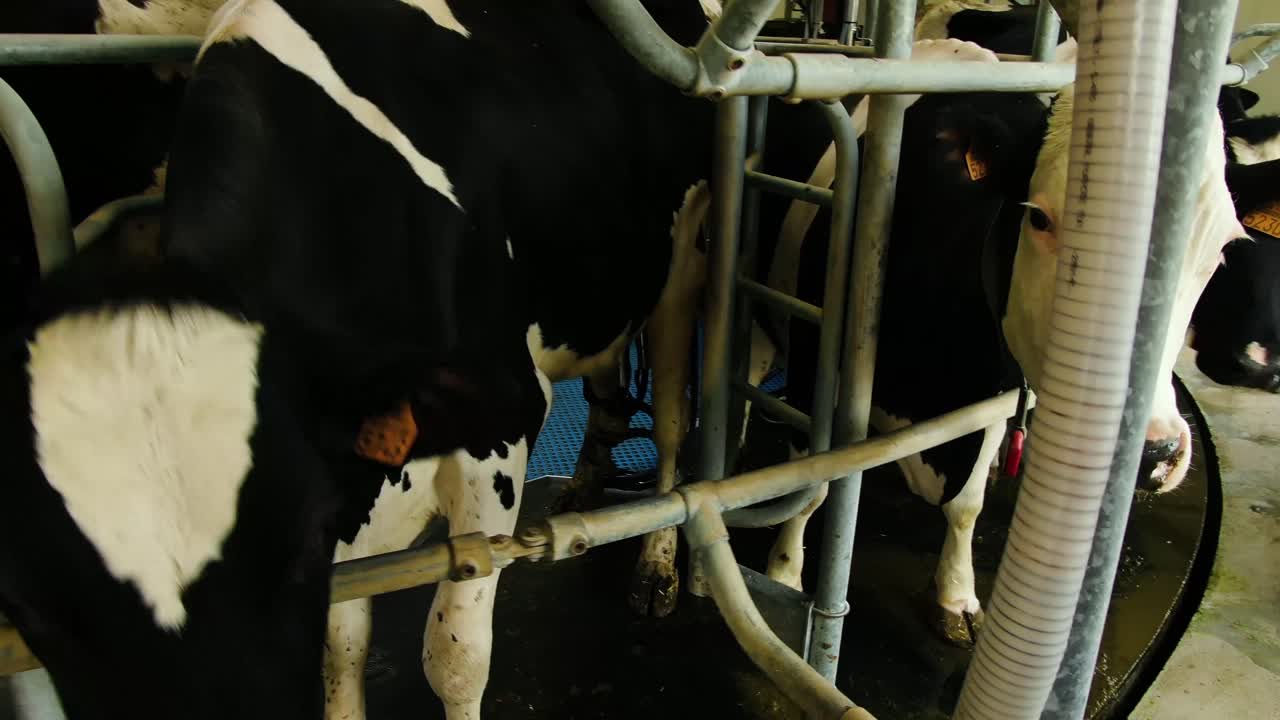 tiro de la vaca en el sistema de ordeño