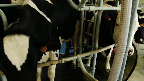 shot of the cow's in the milking system