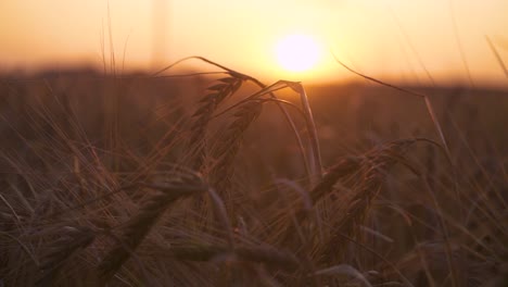 sunset over a field of barley. macro focus on plants while gentle camera slide to right
