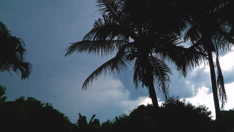 Zeitraffer-Einer-Landschaft-Mit-Palmen-Und-Blauem-Bewölktem-Himmel