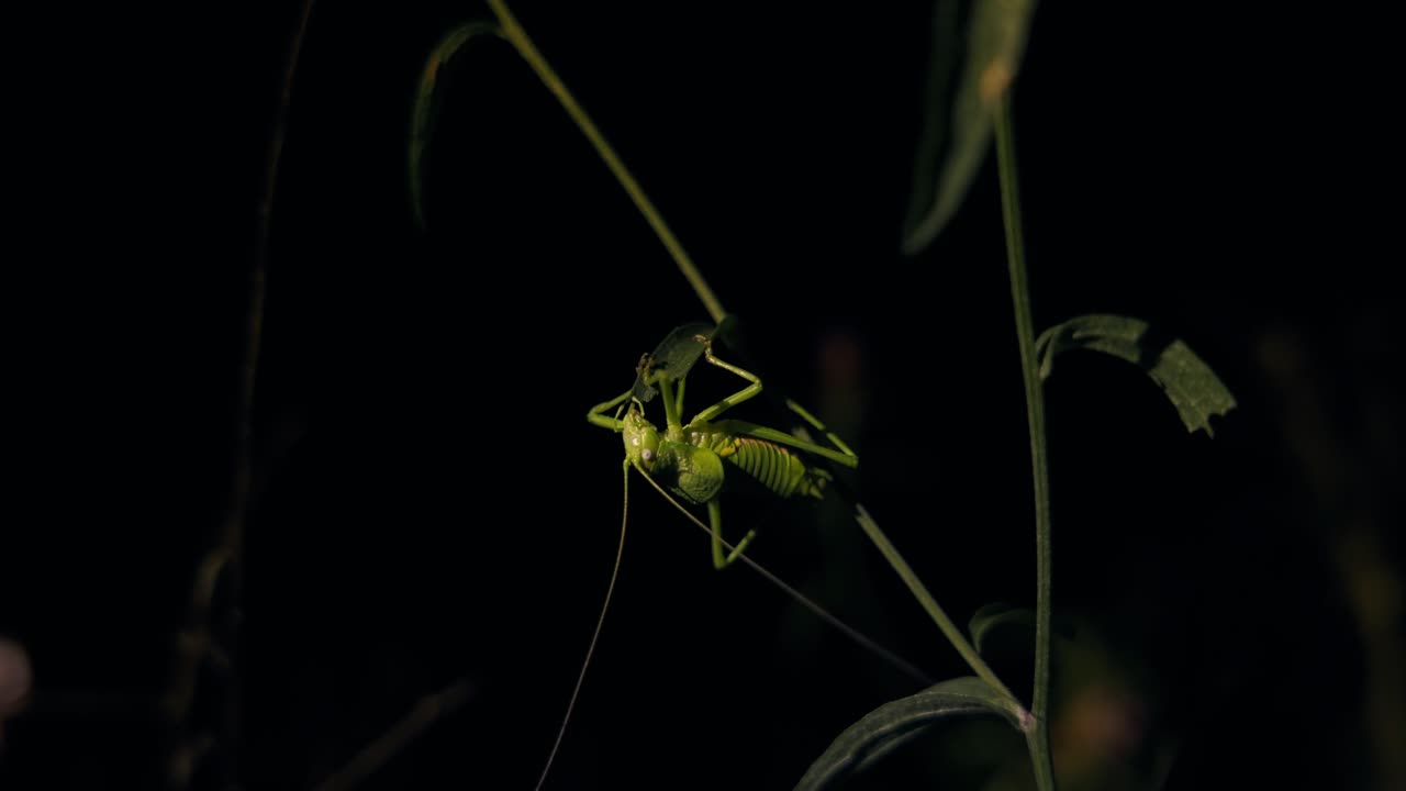 Macro view of a green katydid or bush cricket perched on a plant stem against a dark night background. Nocturnal insect wildlife close-up