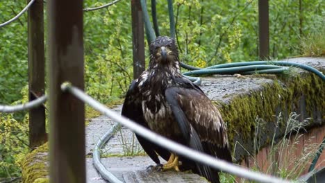 Young-bald-eagle-resting-on-a-stone-wall-and-spreading-his-wings