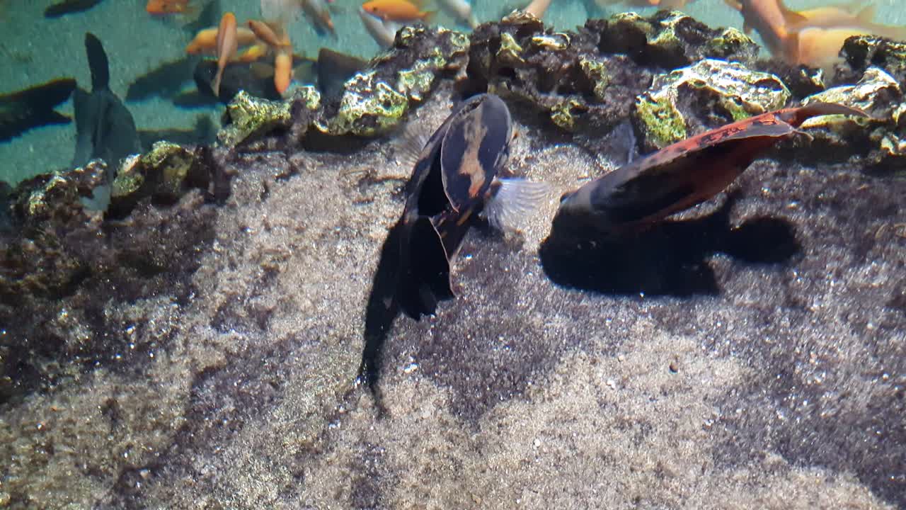 Two oscar fishes next to each other. Close up shoot.