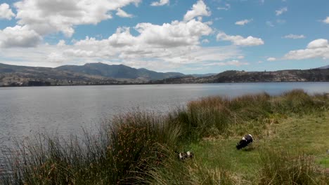 Dron-low-fly-over-high-grass-on-the-shore-of-the-Lake-San-Pablo