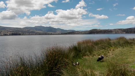 el dron vuela bajo sobre la hierba alta en la orilla del lago san pablo.