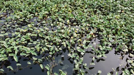planta de jacinto de agua en la superficie del agua del lago