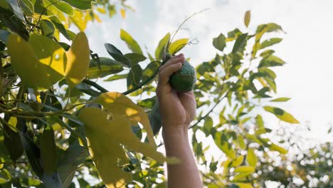 Person-touching-unripe-avocado-fruit-hanging-from-tree-branch-with-sunlight-shining-through-it