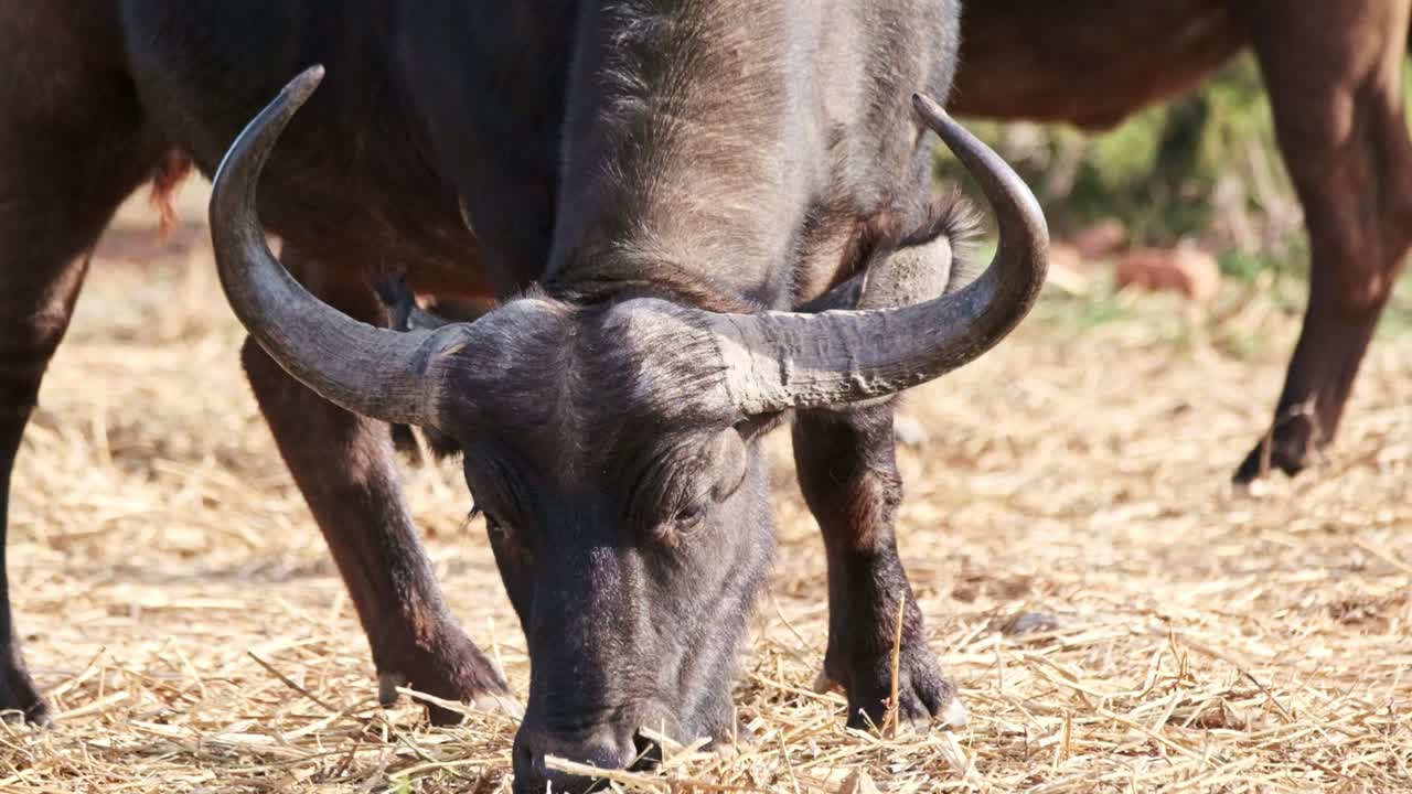 Buffalo with large horns feeds on hay