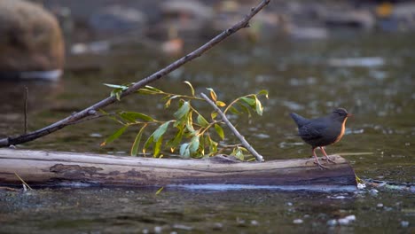 Amerikanische-Wasseramsel,-Die-Auf-Einem-Baumstamm-In-Einem-Bach-Hockt-Und-Sich-In-Zeitlupe-Bewegt