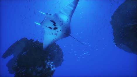 manta ray swimming in the ocean