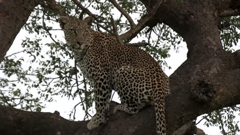 a leopard sits on a branch in a tree and looks into the distance