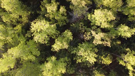 Bosques-Estacionales-En-Primavera-Cerca-De-La-Costa-Del-Mar-Báltico