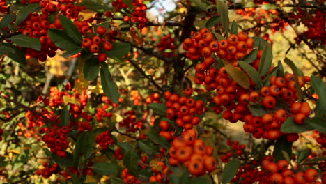 Racimos-De-Bayas-Rojas-Maduras-Colgando-De-Ramas-En-El-Jardín