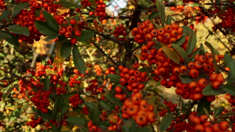 racimos de bayas rojas maduras colgando de ramas en el jardín